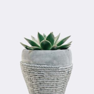 Accueil plant5 free img